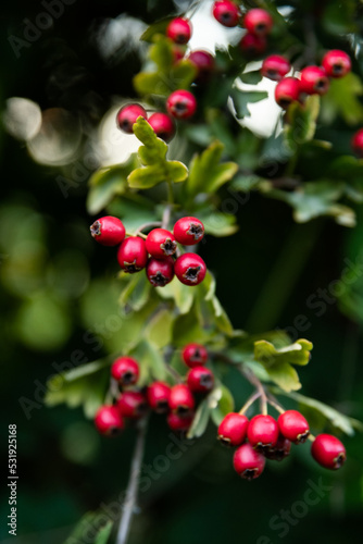 red berries on a bush