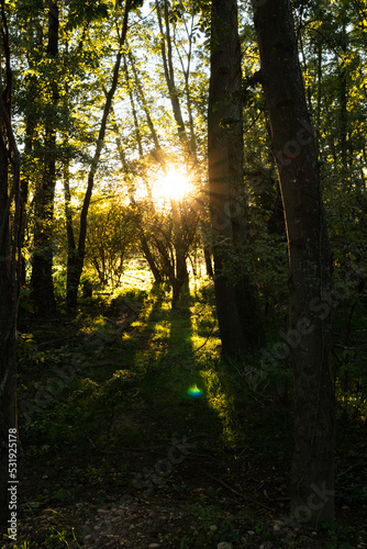 sun rays in the forest