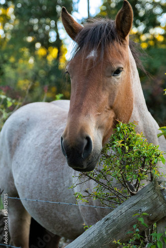 horse in a field