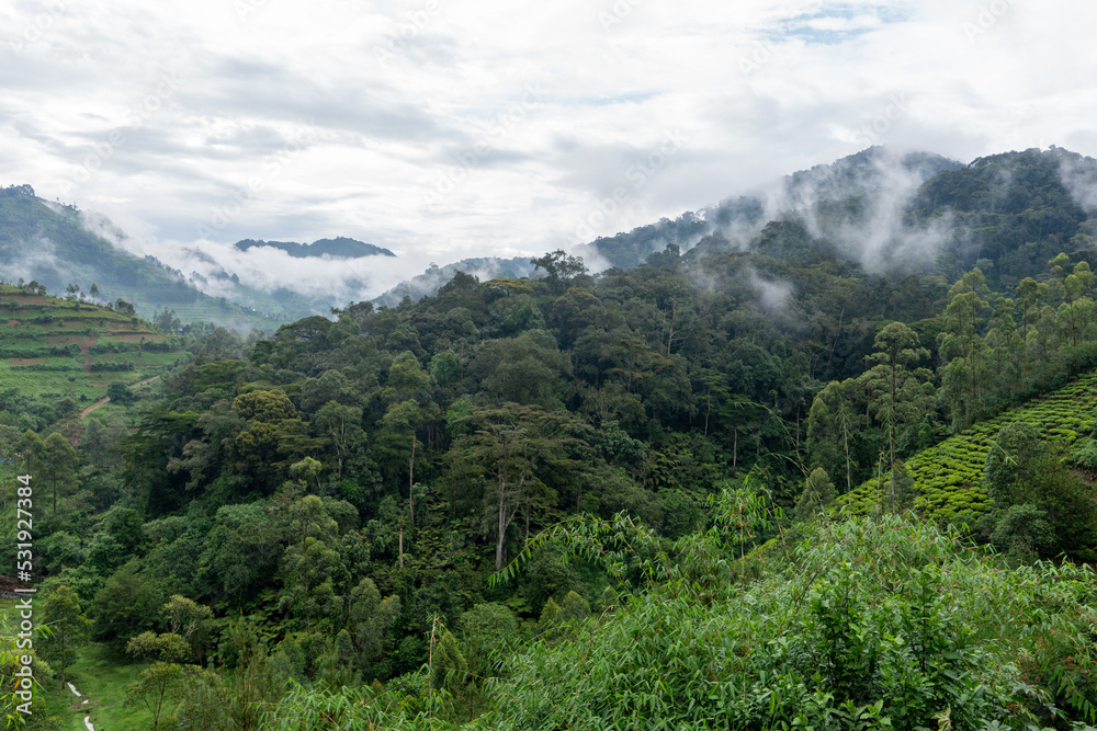 Beautiful landscape of the impenetrable forest of bwindi with its famous mist between the trees and mountains in Uganda, Africa