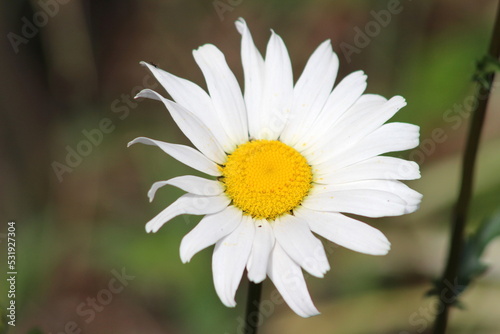Bela margarida com pétalas brancas e meio amarelo, bela flor com pétalas brancas, belezas da natureza, flor branca e amarela photo
