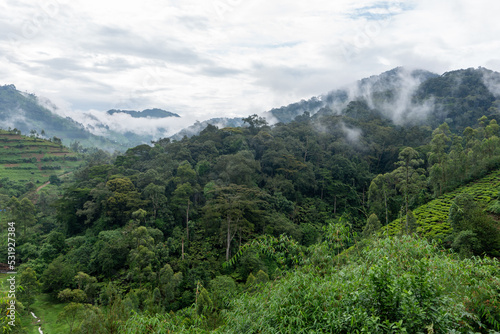Beautiful landscape of the impenetrable forest of bwindi with its famous mist between the trees and mountains in Uganda, Africa
