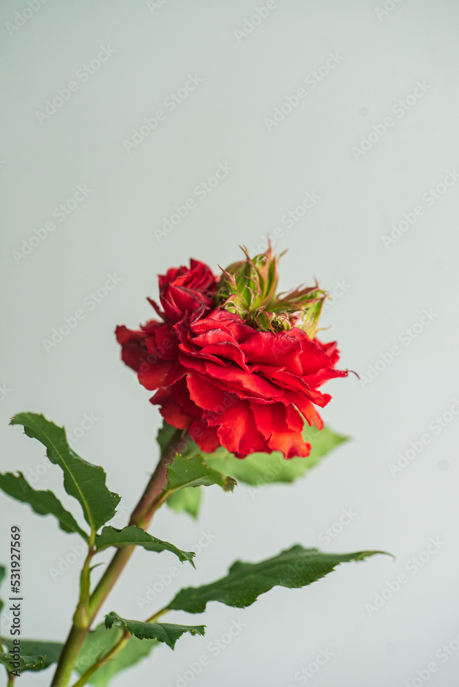 nice rose in the vase