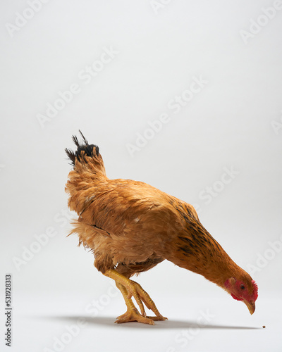 Brown hens eating isolated on white background, studio shot