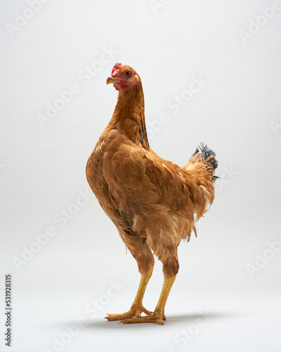 Brown hens isolated on white background, studio shot