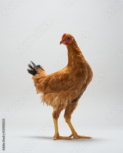 Brown hens looking side isolated on white background, studio shot