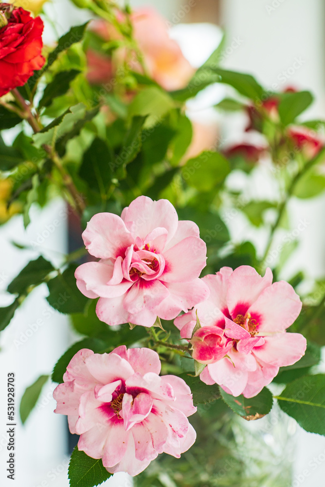 Obraz premium nice rose in the vase