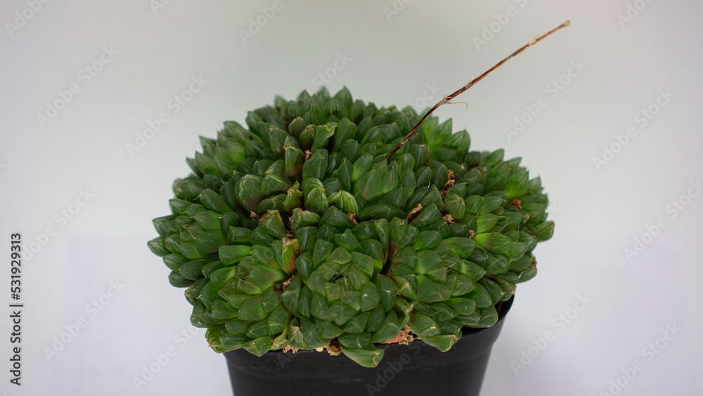 hawalsia in a pot hawalsia in a pot