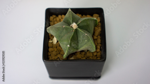 astrophytum myriostigma in a pot