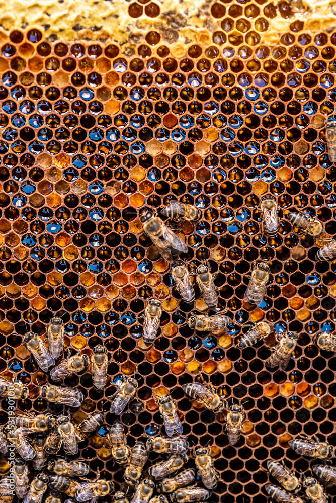 Honey bees in a beehive with honey, visible larvae and queen bee