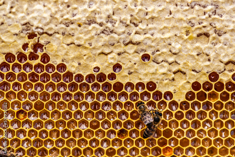 Honey bees in a beehive with honey, visible larvae and queen bee Honey bees in a beehive with honey, visible larvae and queen bee