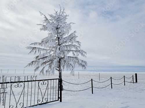 Outdoor, scenic landscape of a single tree draped in snow next to a small metal gate and fence on the wide open Canadian prairies during winter. photo