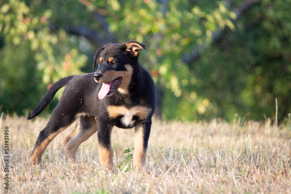 Hütehund Welpen Hütehund Welpen