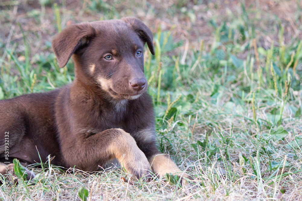 Hütehund Welpen