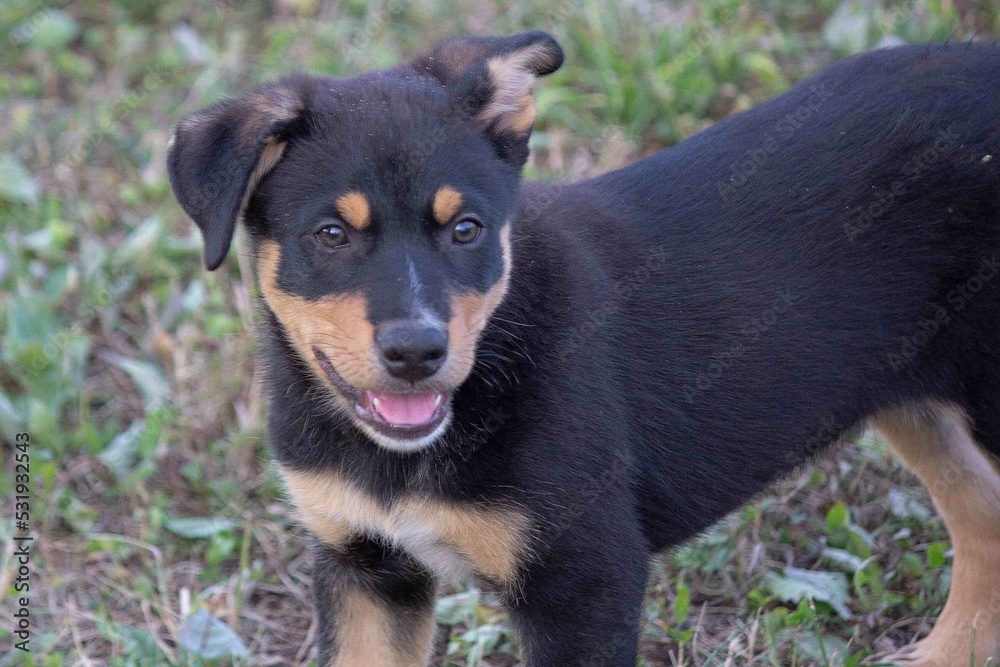 Hütehund Welpen Hütehund Welpen