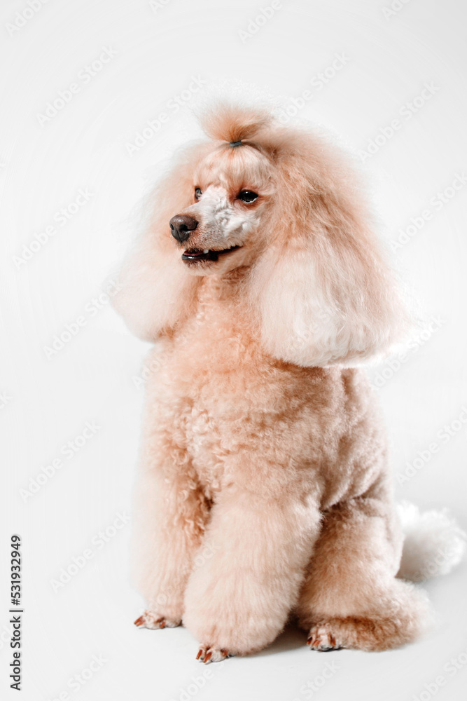 Beautiful miniature poodle dog on a white background in studio