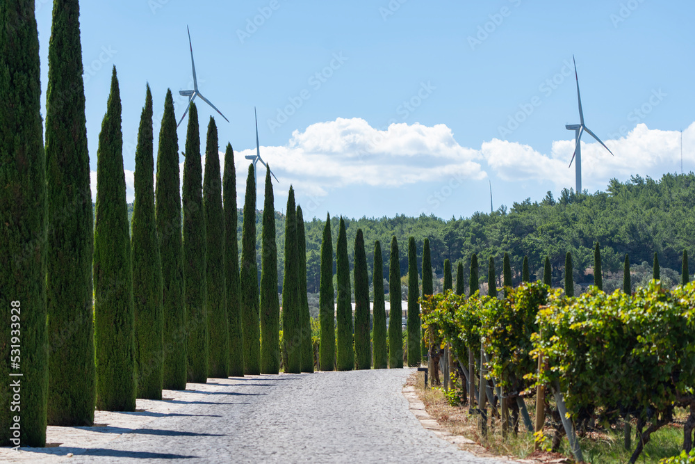 Fototapeta premium Symmetrical Trees in the Grape Vineyards, Urla Izmir, Turkey