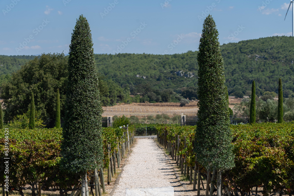 Symmetrical Trees in the Grape Vineyards, Urla Izmir, Turkey Symmetrical Trees in the Grape Vineyards, Urla Izmir, Turkey