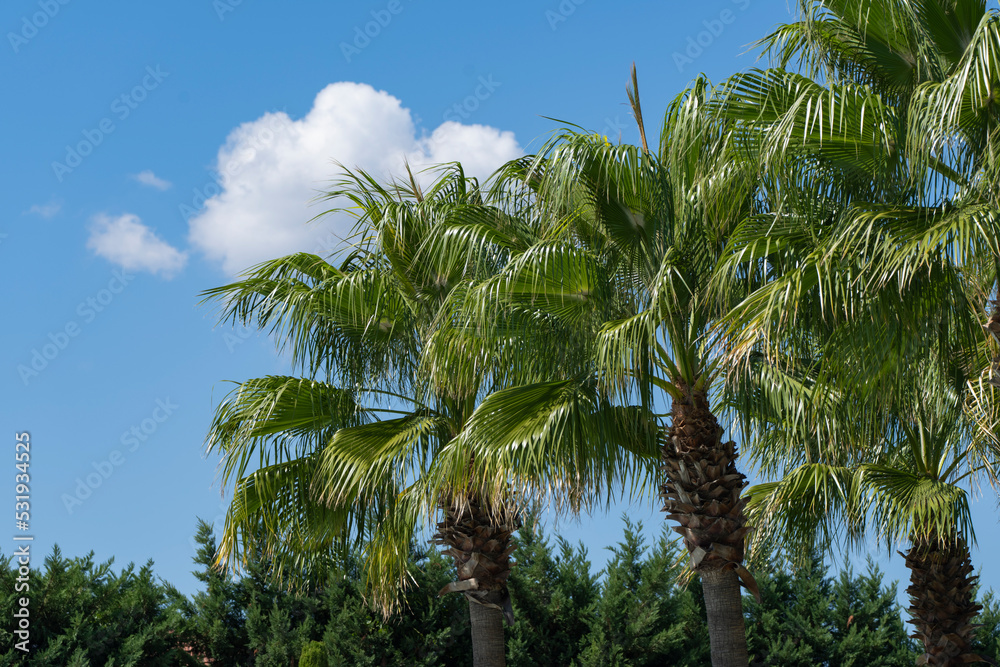 Fototapeta premium Palm Trees Drone Photo, Bodrum Mugla, Turkey