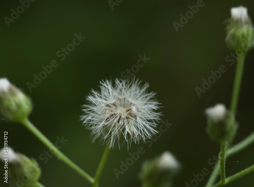 Beautiful little ironweed flower macro  isolated blurred background. Flower in the garden  in nature  in forest. Flower abstract texture background wallpaper. Beautiful blooming white flower.