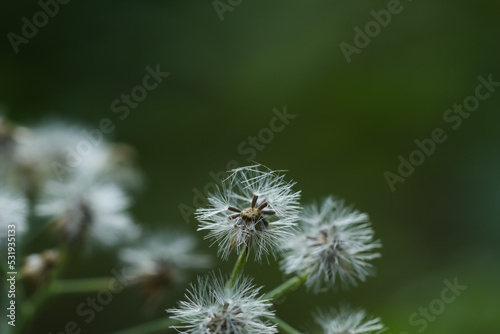 Flower. Beautiful little ironweed flower macro  isolated on green color texture background. White flower abstract texture background. Beautiful blooming flower design. Flower in garden  in nature.