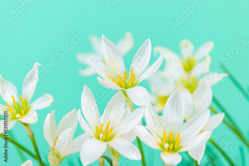 White buds of flowering Zephyranthes candida with delicate petals and yellow stamens.Turquoise background. Template for design and text. Copy space. © jana_janina