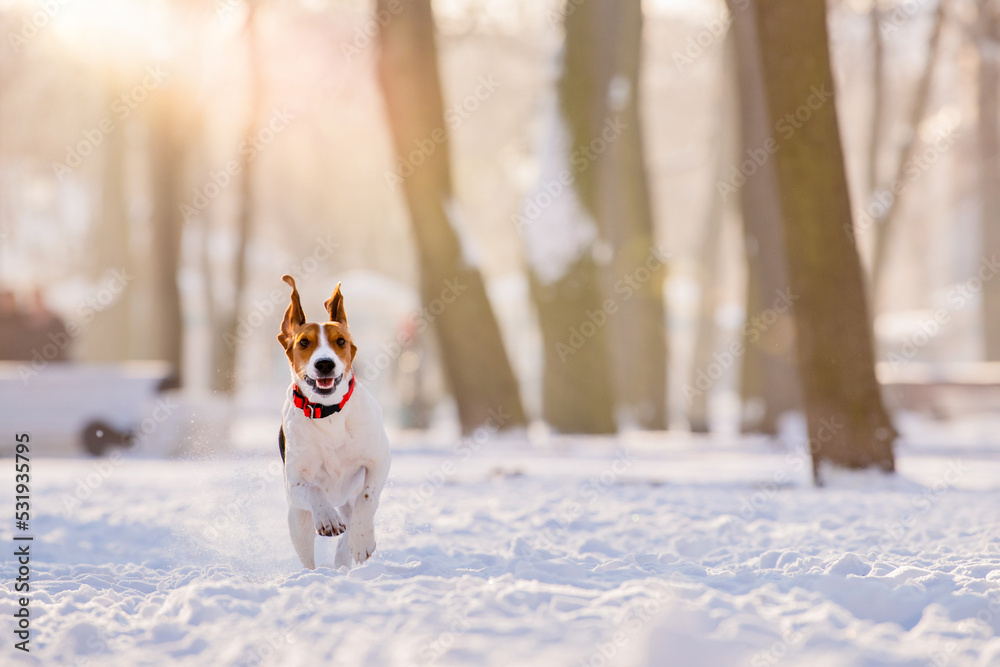 Portrait of american beagle dog running through snow to camera in park in winter