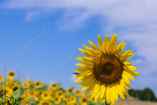 Sunflower with a bee in the middle grows on a large sunflower field among the open spaces under a blue summer sky with snow-white clouds out of focus