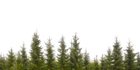 Evergreen forest christmas trees isolated on a white background