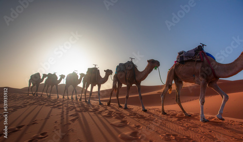 Camel caravan in the desert at sunrise - Sahara, Morrocco