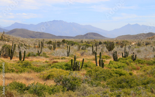 Mexican cactus field in the desert, part of a large nature reserve area in the town of Todos Santos, in Baja California Sur, La Paz, Mexico. Colorful Mexican desert landscape.