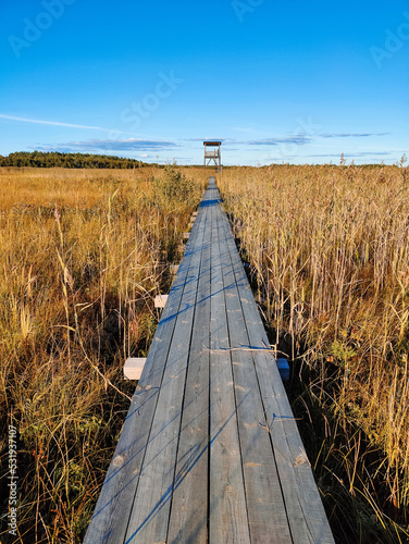 A wooden pathway to the bird watching tower on the lake (swamp) on a sunny autumn day among reeds. Clear blue sky