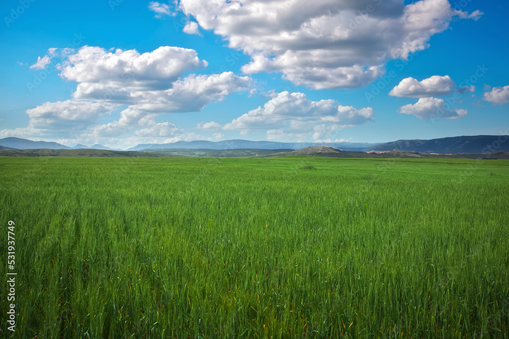 Beautiful spring landscape with green field and blue cloudy sky.