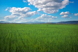 Beautiful spring landscape with green field and blue cloudy sky.
