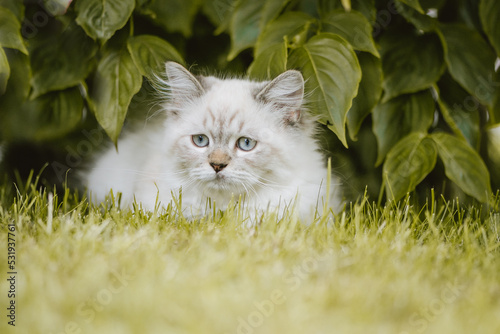 Junge Katze im Garten
