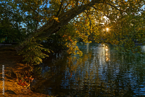 Sun rises through the trees over the lake of Parc de la T  te d Or