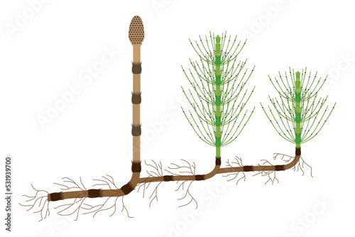 Field horsetail (Equisetum arvense). Vector illustration.
