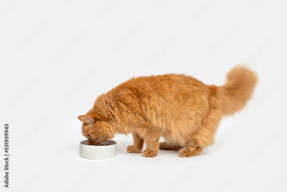 red cat eats dry food from a bowl on a white background. pet food. cat food concept red cat eats dry food from a bowl on a white background. pet food. cat food concept