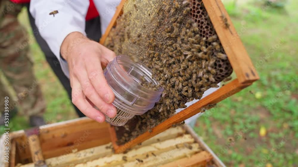 Bees fly and collect honey. The bees are getting ready for winter. Many bees that climb one on one in the evidence. Honey comb. Bees fly and collect honey. The bees are getting ready for winter. Many bees that climb one on one in the evidence. Honey comb.