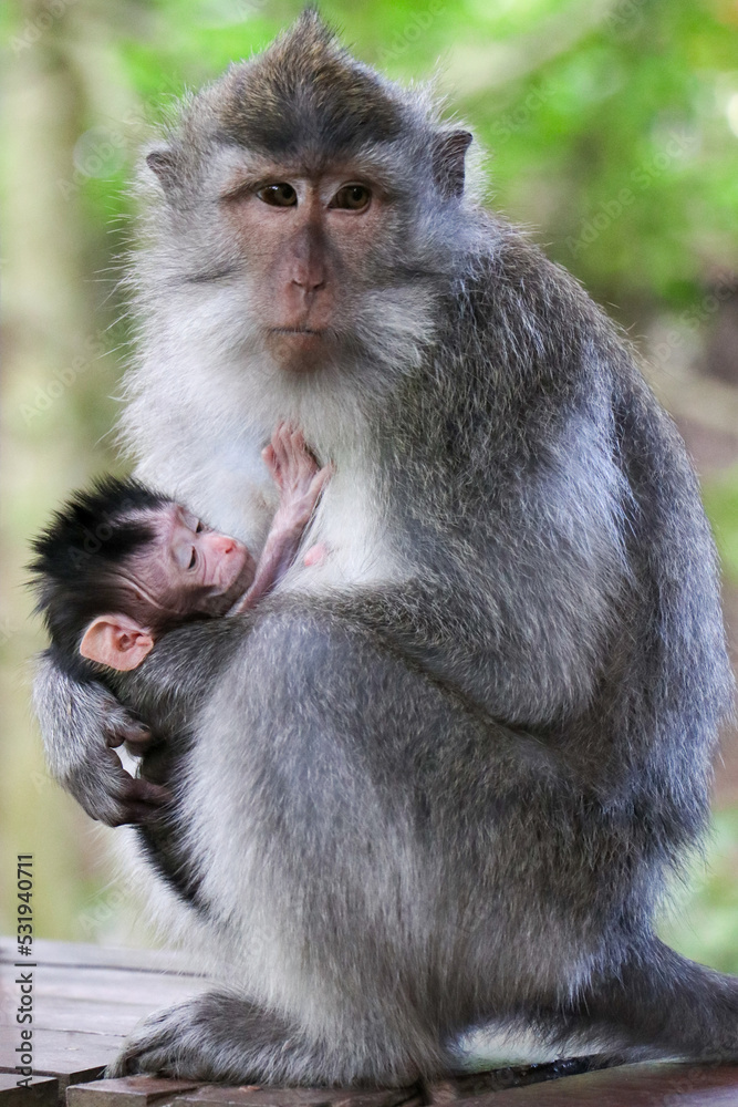 Mother monkey closely holding baby monkey in her arms in a tropical Indonesian forest - Ubud, Bali, Indonesia