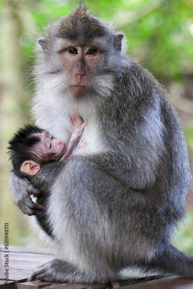 Mother monkey closely holding baby monkey in her arms in a tropical Indonesian forest - Ubud, Bali, Indonesia Mother monkey closely holding baby monkey in her arms in a tropical Indonesian forest - Ubud, Bali, Indonesia