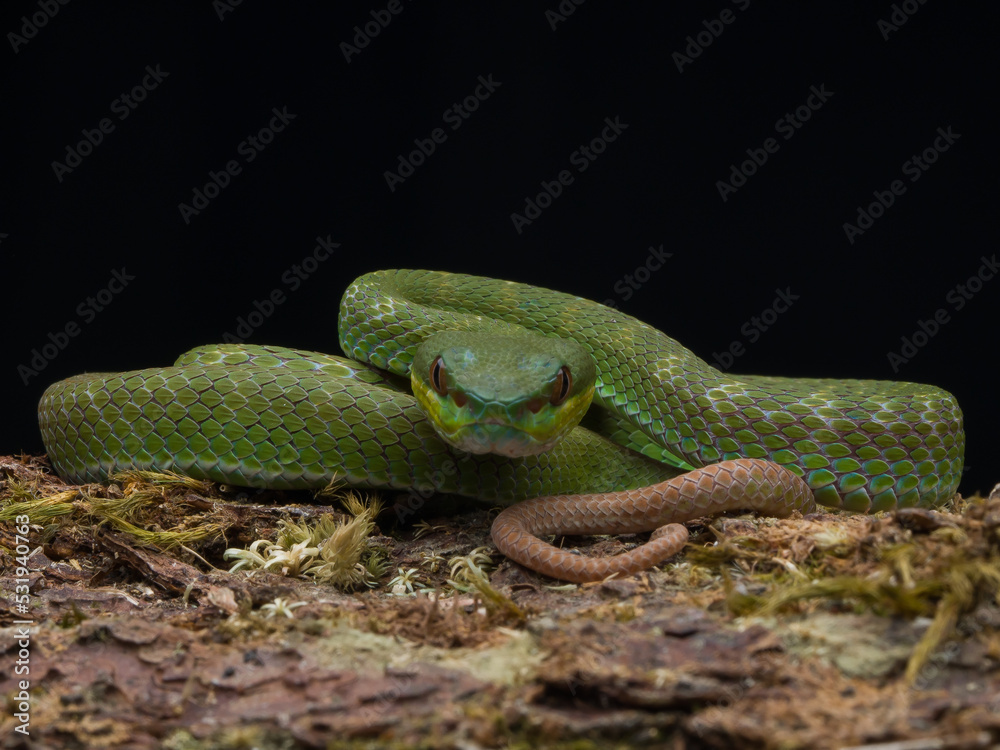 snake on a tree snake on a tree