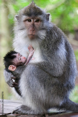 Mother monkey closely holding baby monkey in her arms in a tropical Indonesian forest - Ubud, Bali, Indonesia