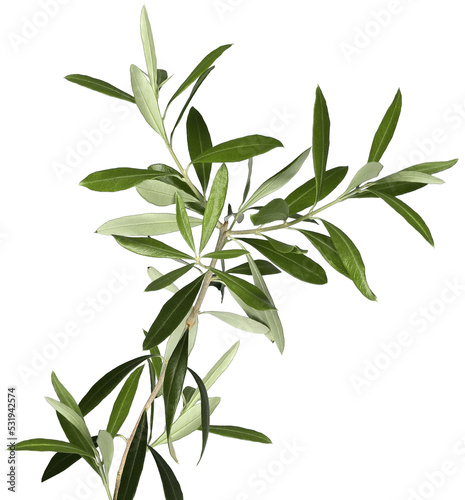 Lush olive tree branch isolated