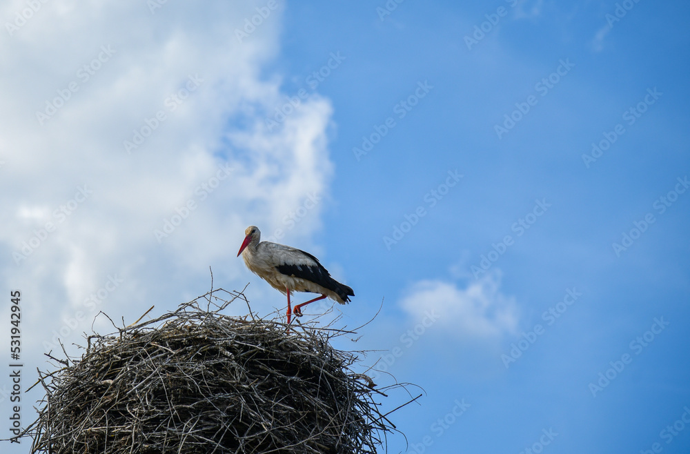 Fototapeta premium Stork in the nest against the blue sky