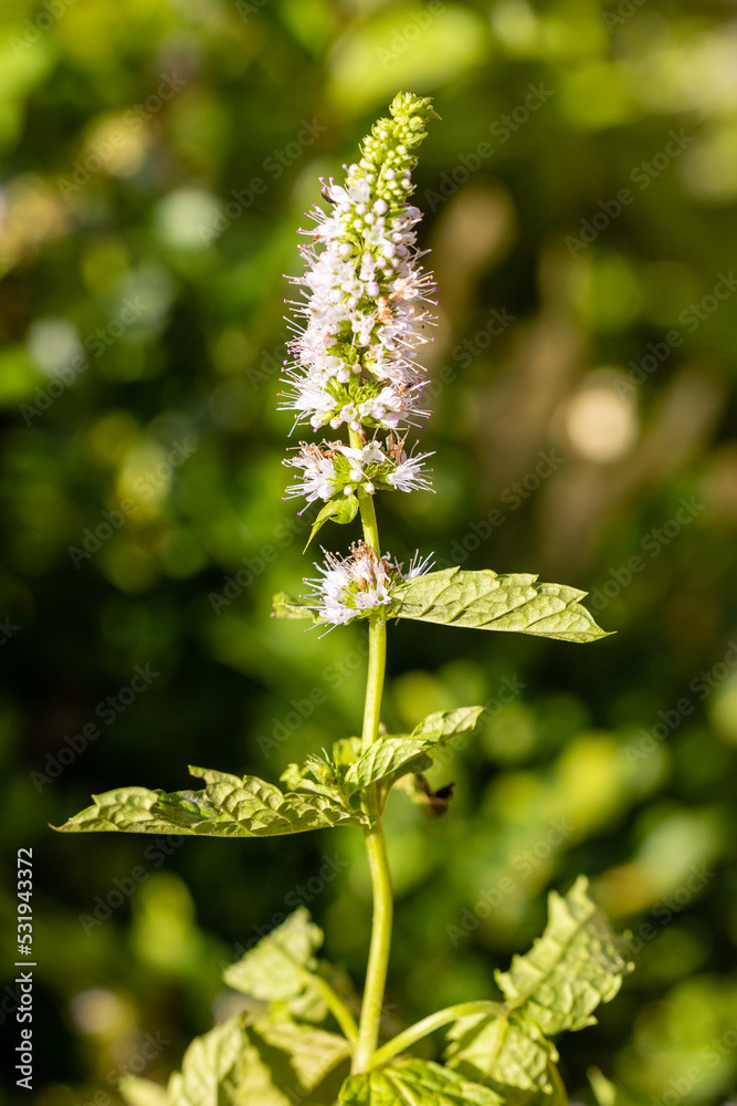 mint flowers grown in a garden mint flowers grown in a garden