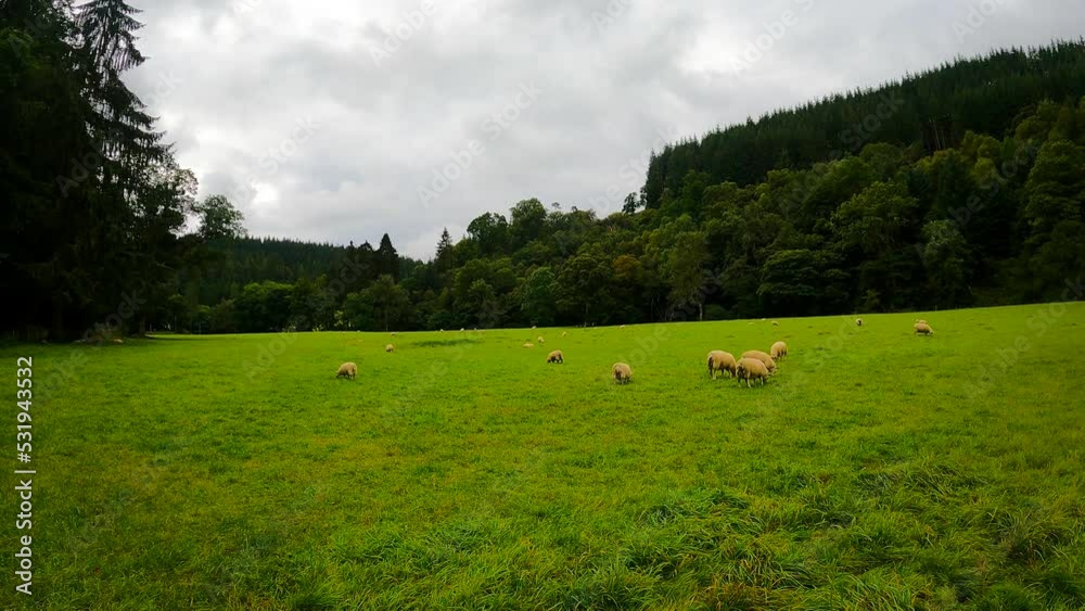 Rural sights and sounds, in the countryside in Wales, UK. View 5 - - sheep grazing in pasture Rural sights and sounds, in the countryside in Wales, UK. View 5 - - sheep grazing in pasture