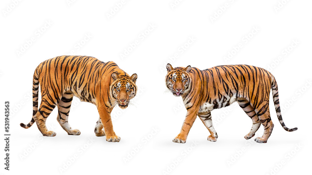 Obraz premium collection, royal tiger (P. t. corbetti) isolated on white background clipping path included. The tiger is staring at its prey. Hunter concept.