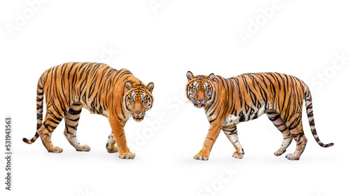 collection, royal tiger (P. t. corbetti) isolated on white background clipping path included. The tiger is staring at its prey. Hunter concept. photo