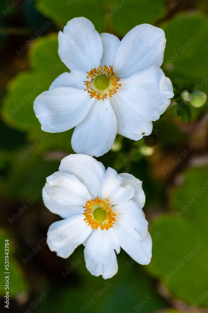 Anemone Hupehensis flowers grown in a garden